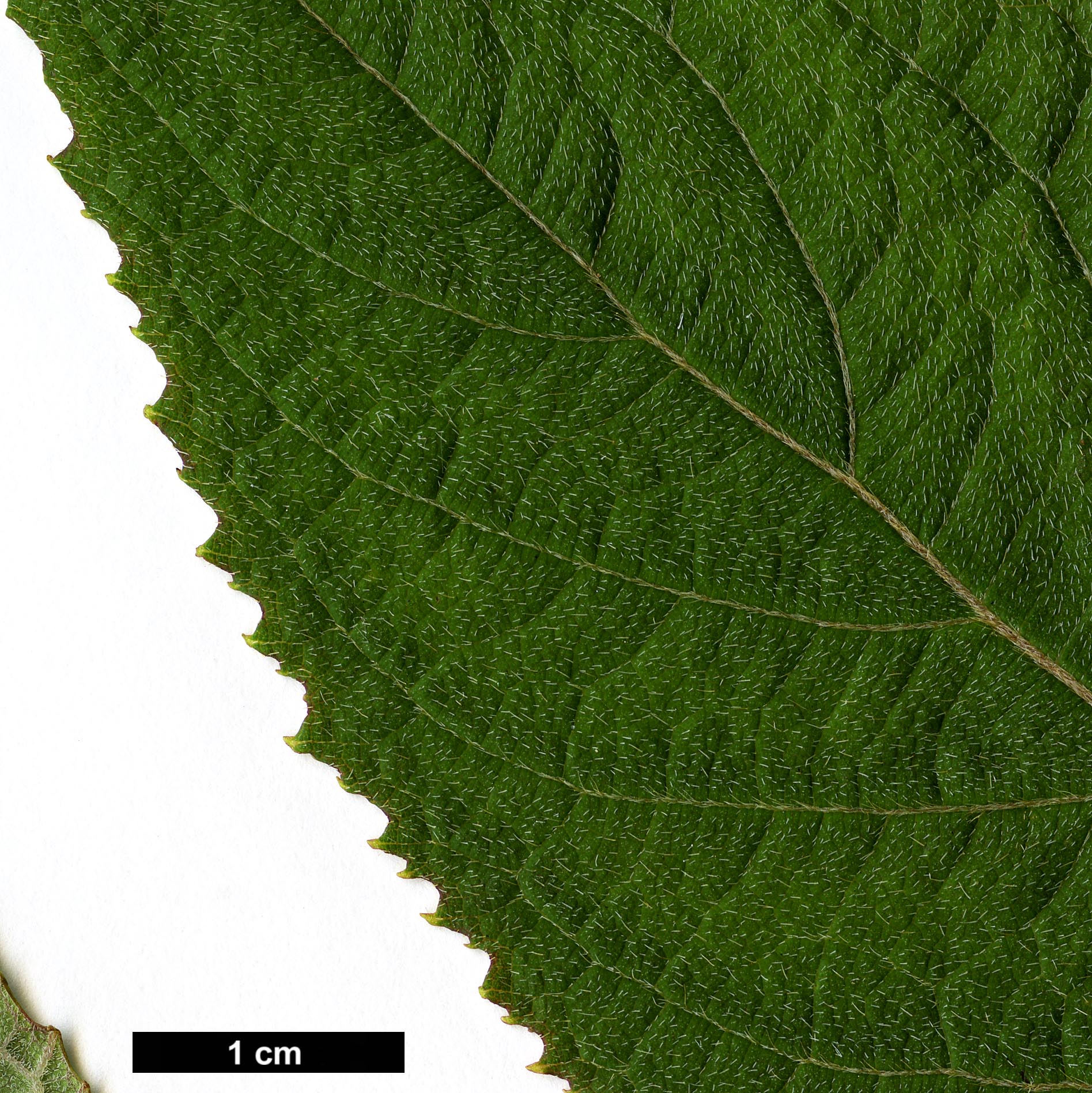 High resolution image: Family: Hydrangeaceae - Genus: Hydrangea - Taxon: aspera - SpeciesSub: subsp. aspera